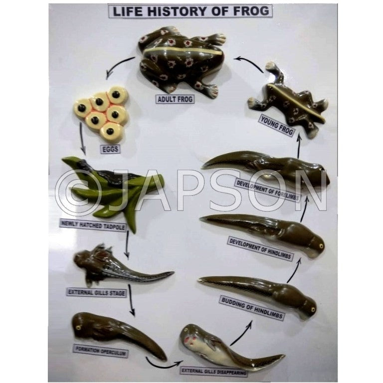 Model, Life History of Frog Model, Life History of Frog